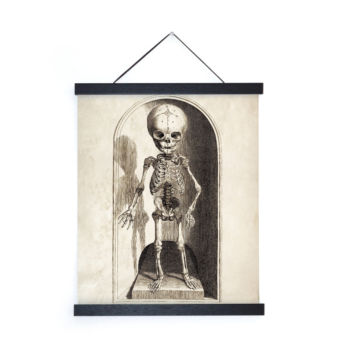 Vintage Anatomy Small Skeleton Print