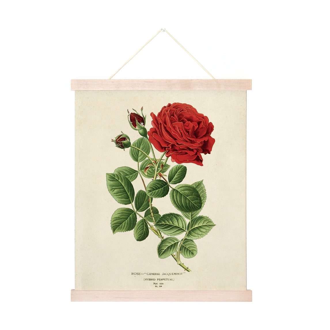 Vintage Botanical Red Jack Rose Print