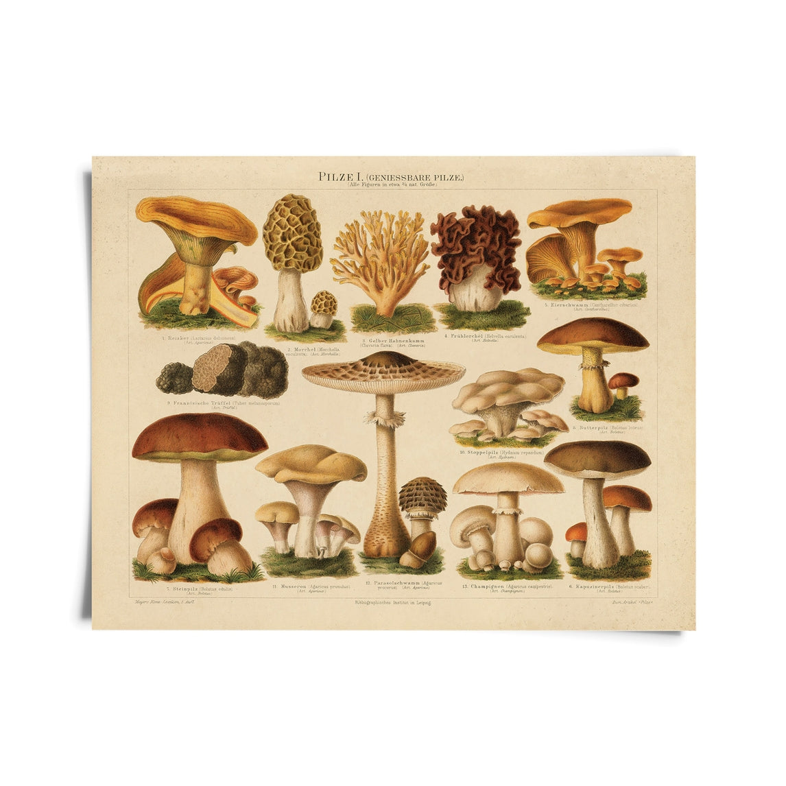 Vintage German Pilze Mushroom Print