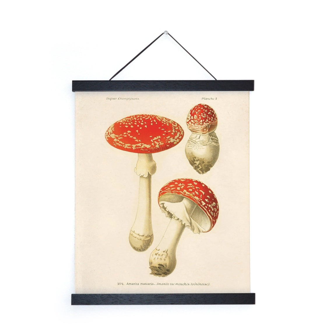 Vintage Magic Mushroom Print