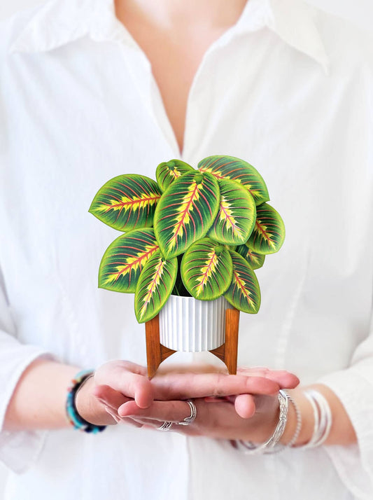 Mini Prayer Plant Pop-up Greeting Card