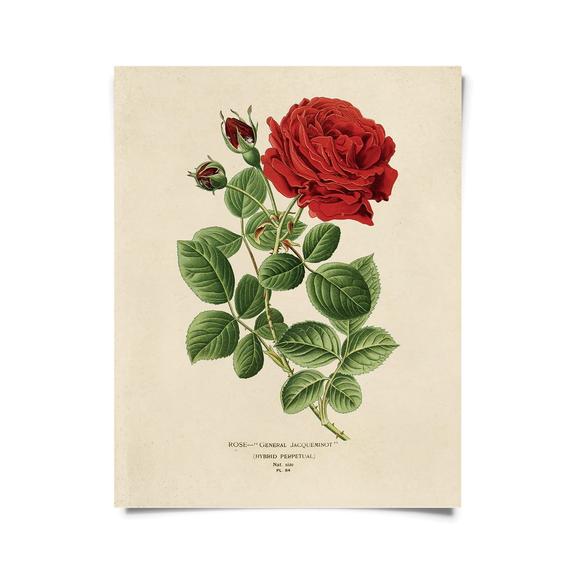 Vintage Botanical Red Jack Rose Print