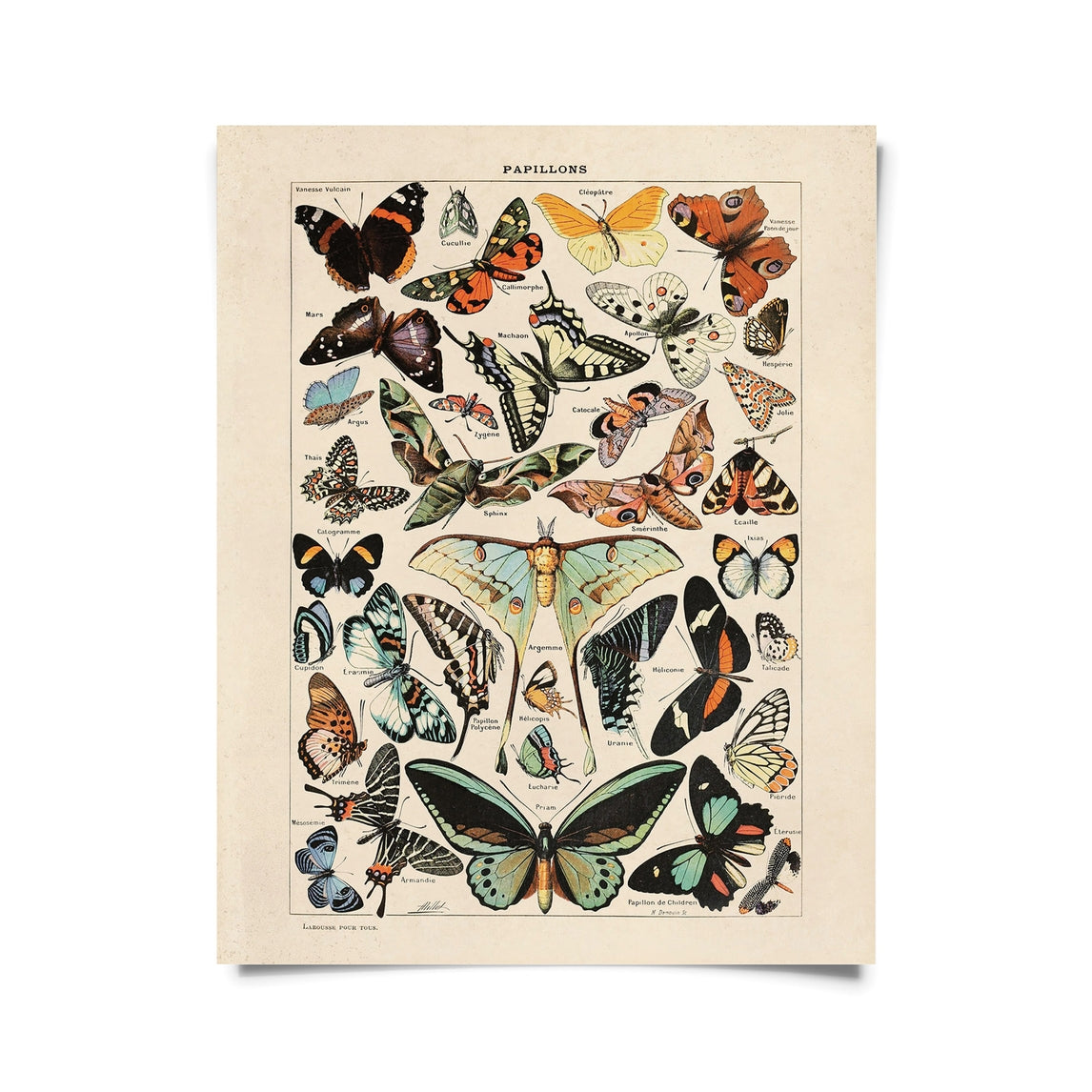 Vintage Millot Butterfly Print